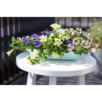 image PETUNIA NIGHT SKY
