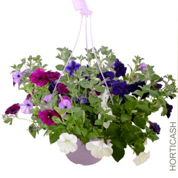 image PETUNIA RETOMBANT SUSP