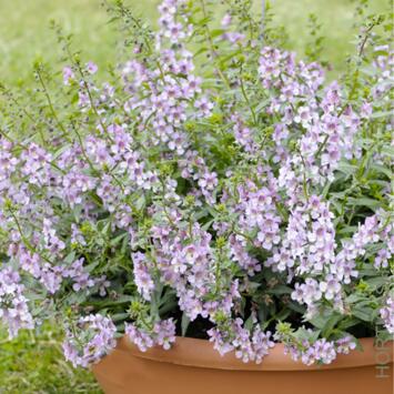 image ANGELONIA