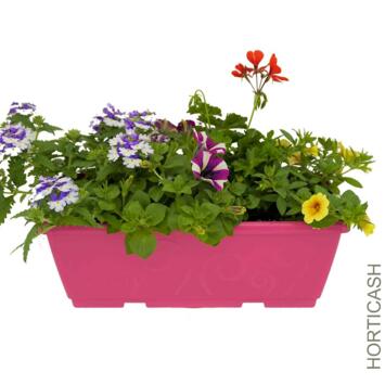 image PLANTES MASSIF MELANGE JARD