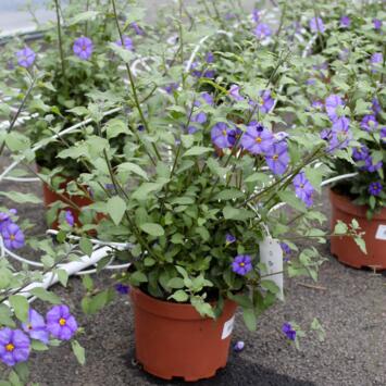 image SOLANUM RANTONNETII