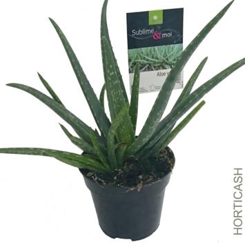 image ALOE VERA