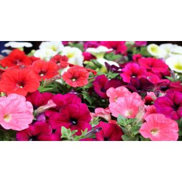 image PETUNIA MASSIF BQ10