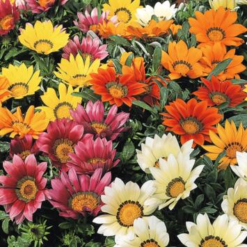 image GAZANIA BQ10
