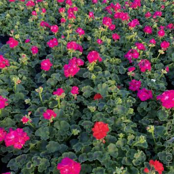 image GERANIUM ZONAL BQ10