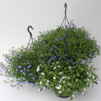 image LOBELIA SUSP