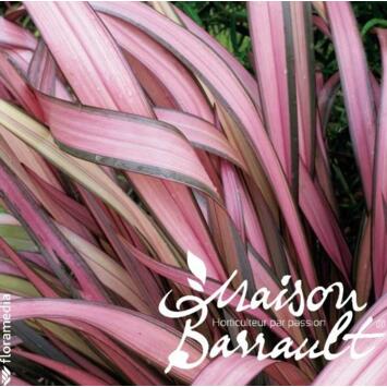 image PHORMIUM TENAX RAINBOW MAIDEN