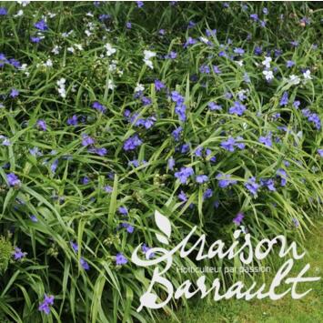 image TRADESCANTIA ANDERSONIANA BLEU CLAIR