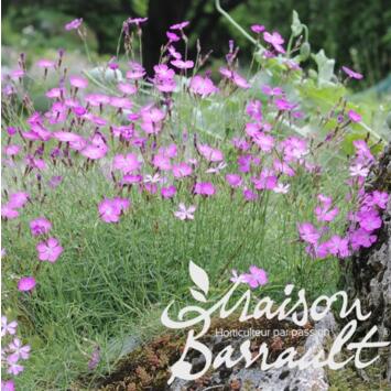 image OEILLET ALPINUS