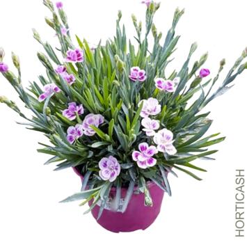 image OEILLET PINK KISSES