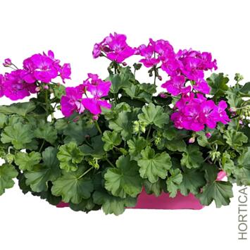 image GERANIUM CALLIOPE JARD COLOREE