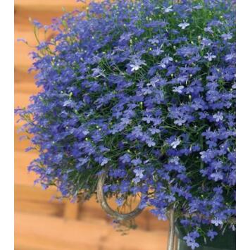 image LOBELIA CASCADE BLEU BQ6