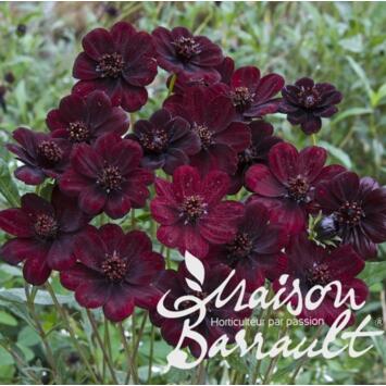 image COSMOS CHOCAMOCHA