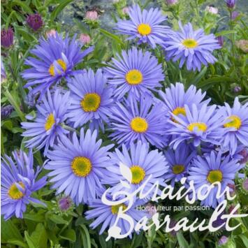 image ASTER ALPINUS GOLIATH