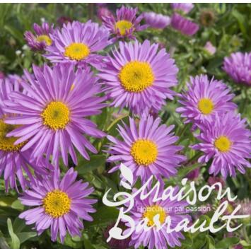 image ASTER ALPINUS HAPPY END