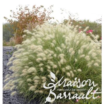 image PENNISETUM VILLOSUM