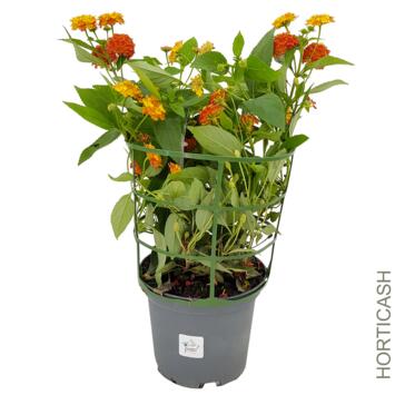 image LANTANA