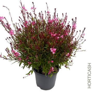 image GAURA LINDHEIMERI SISKYOU PINK