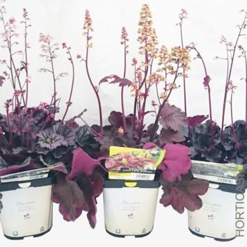 image HEUCHERA LITTLE CUTIE FROST