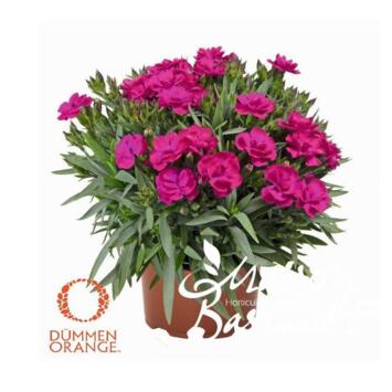 image OEILLET PEMAN FANCY VIOLET