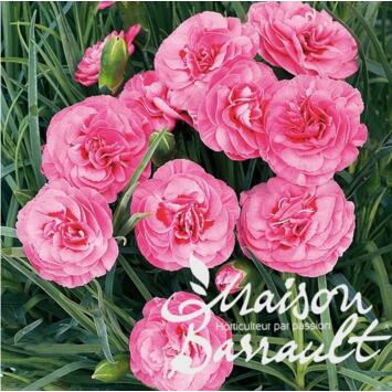 image OEILLET PLUMARIUS VALDA WYATT