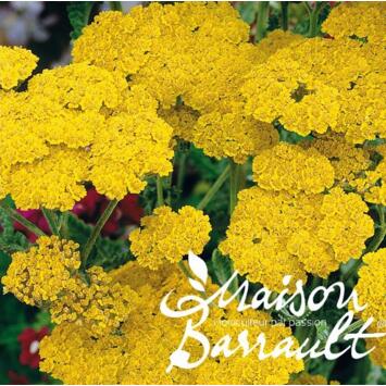 image ACHILLEA CLYPEOLATA MOONSHINE