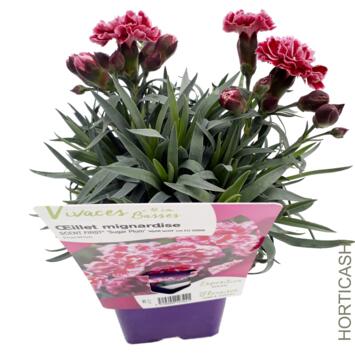 image OEILLET PLUMARIUS SUGAR PLUM