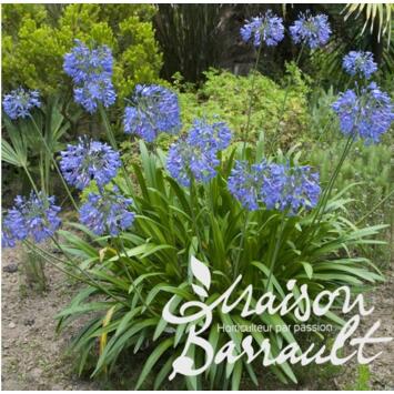 image AGAPANTHE NORTHERN STAR