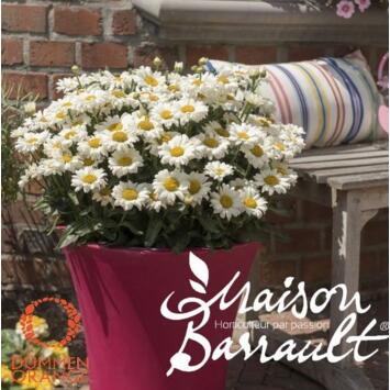 image LEUCANTHEMUM SWEET DAISY JANE