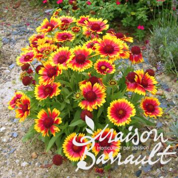 image GAILLARDE 2COULEURS