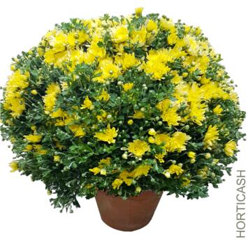 image CHRYSANTHEME MULTI 40/45 P TERRE