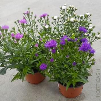 image ASTER