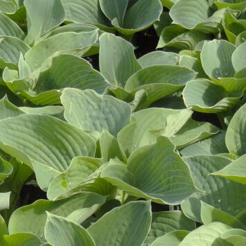 image HOSTA BLUE ANGEL