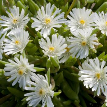 image DELOSPERMA JEWEL OF DESERT MOON STONE