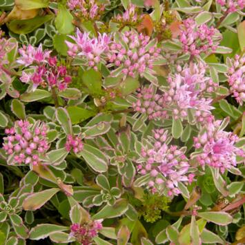 image SEDUM SPURIUM TRICOLOR