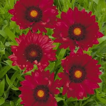 image GAILLARDE ARIZONA RED SHADES