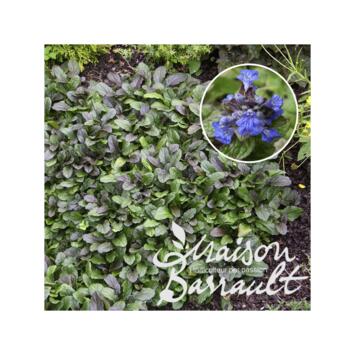image AJUGA BLACK SCALLOP