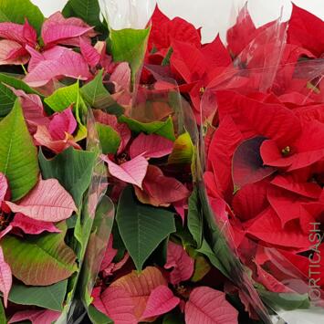 image POINSETTIA