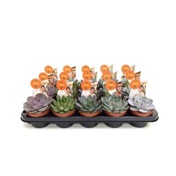 image ECHEVERIA VARIE