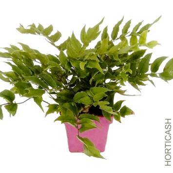 image CYRTONIUM FORTUNEI