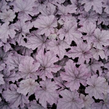 image HEUCHERA MICRANTHA GRANDE AMETHYST