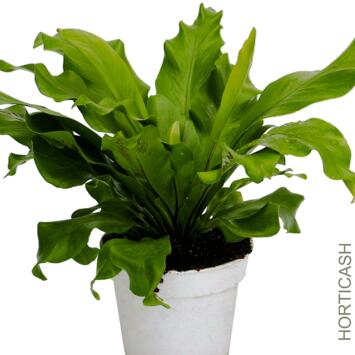 image ASPLENIUM ANTIQUUM