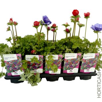 image ANEMONE CORONARIA