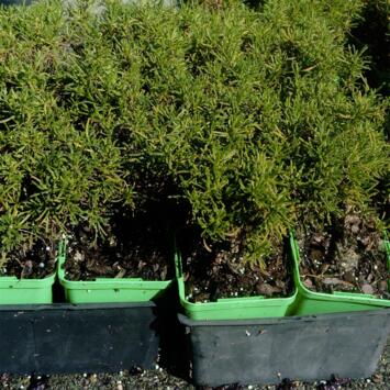 image HERBE A OLIVE BQ10
