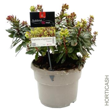 image EUPHORBIA AMYGDALOIDES PURPUREA