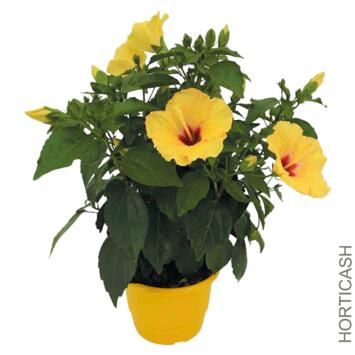 image HIBISCUS ROSA SINENSIS