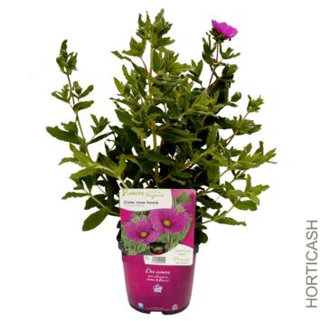 image CISTUS