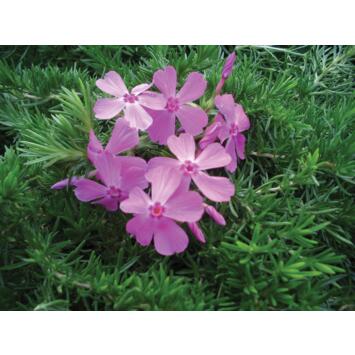 image PHLOX SUBULATA DRUMMONDS PINK