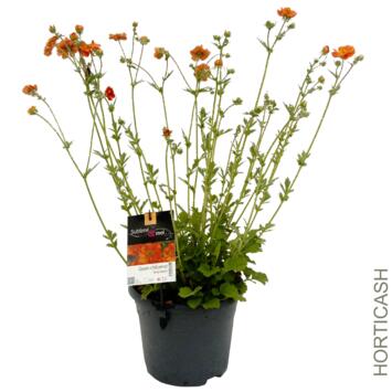 image GEUM CHILOENSE DOLLY NORTH