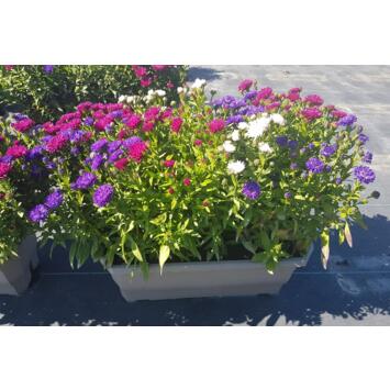 image ASTER 3COULEURS JARD